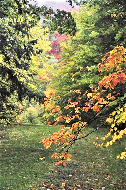 fall foliage